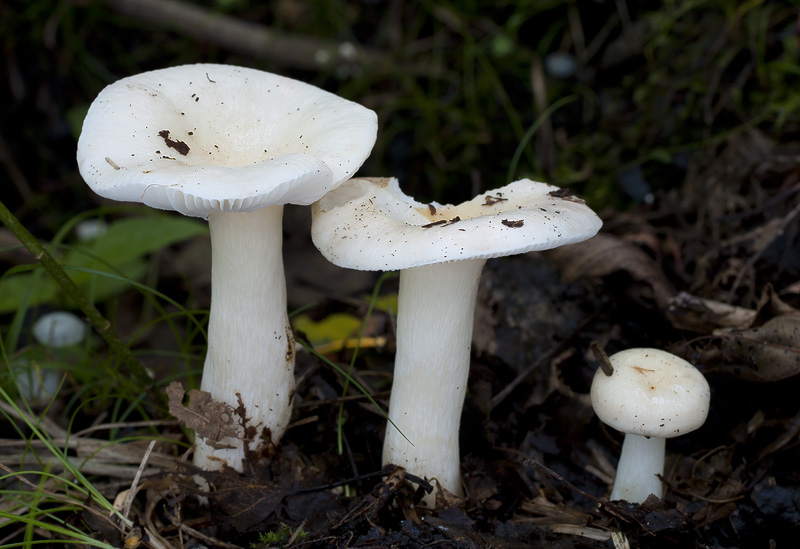 Russula betularum